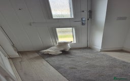 Maltese dogs for sale: Adorable toilet trained Maltese male  - Image 2