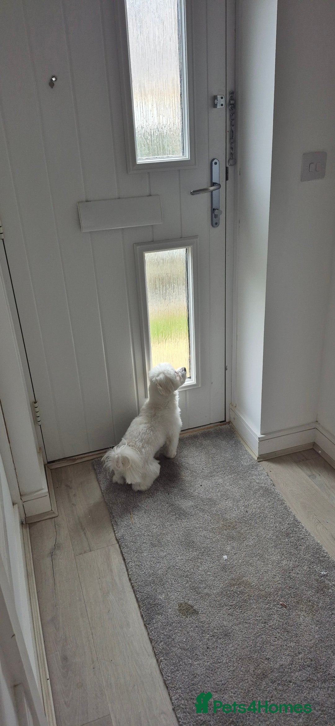Maltese dogs for sale: Adorable toilet trained Maltese male  - Image 2