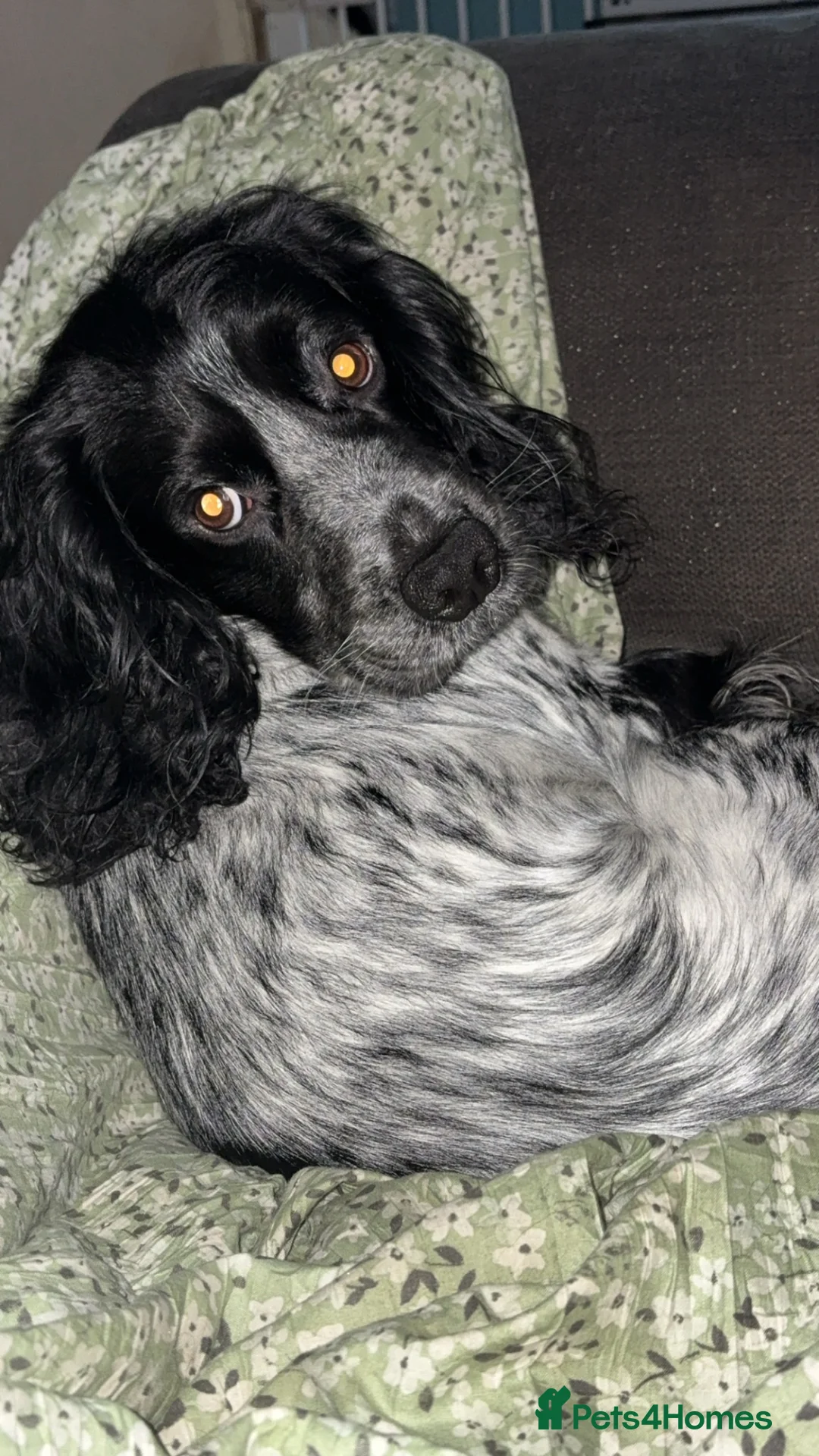 Cocker Spaniel dogs for stud: Cocker spaniel stud - Advert 3