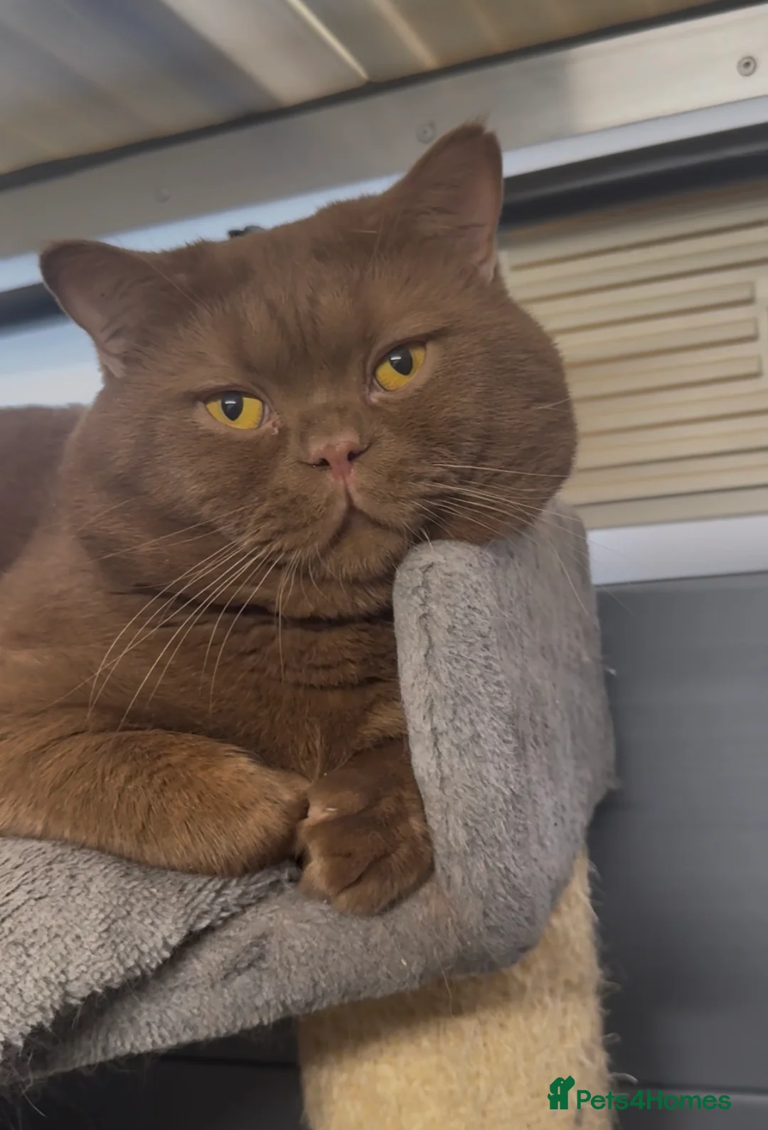 British Shorthair cats for sale: Beautiful chunky cinnamon boy looking new home - Advert 2