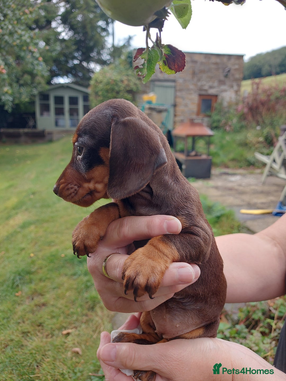 Miniature Dachshund dogs for sale: Beautiful litter of 6 true to type miniature pups. - Image 11