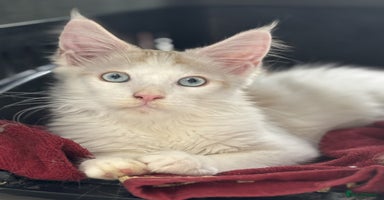 Maine Coon cats - Advert 6