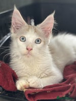 Maine Coon cats - Advert 2