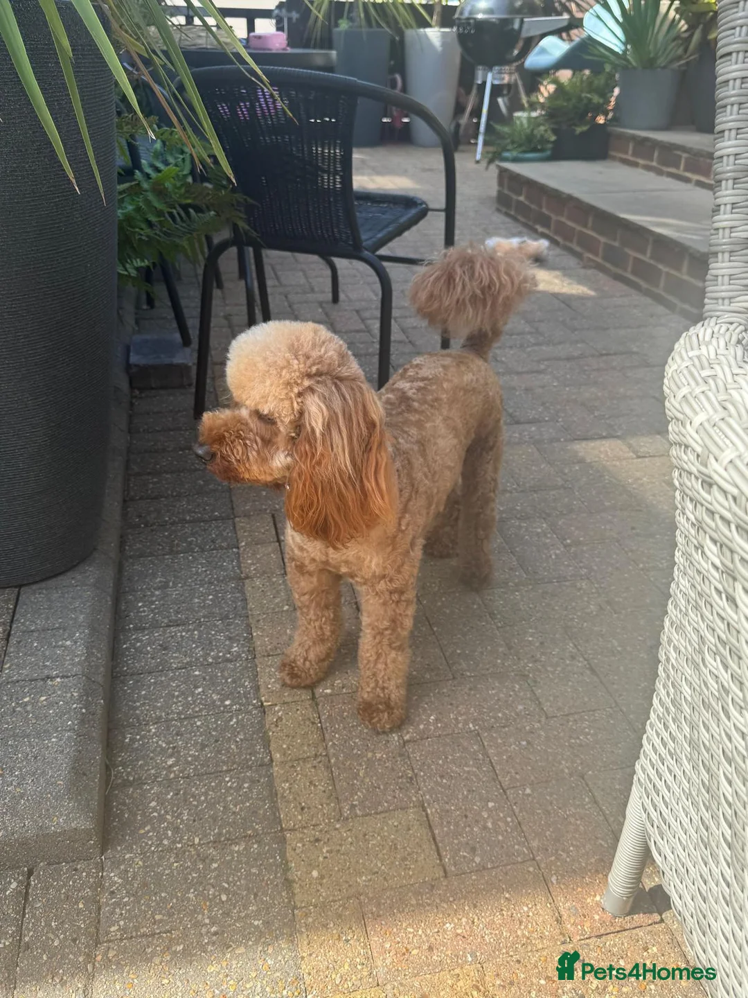Miniature Poodle dogs for stud: TEDDY – PROVEN RED MINIATURE POODLE STUD - Advert 2