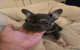French Bulldog dogs for sale: Male french bulldog - Image 2