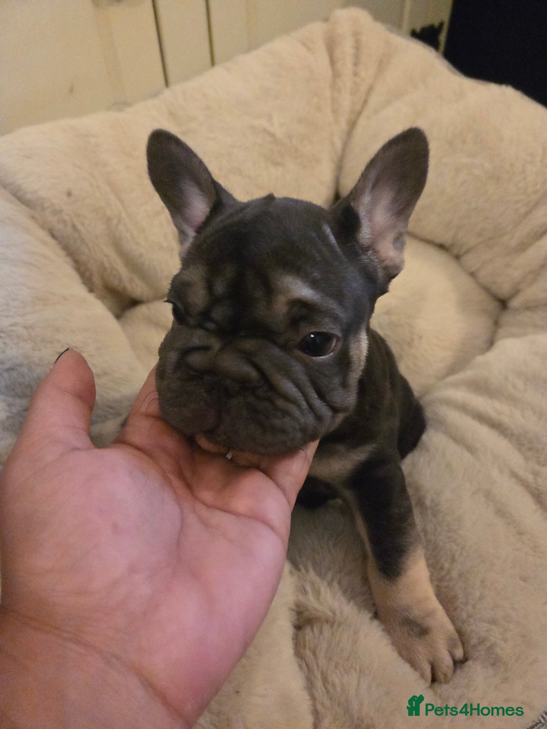 French Bulldog dogs for sale: Male french bulldog - Image 2
