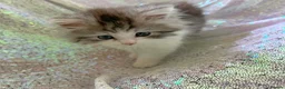 Persian cats for sale: Chinchilla persian kittens in Maidstone - Advert 6