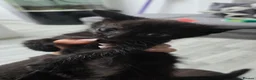 Domestic Shorthair cats for sale: Beautiful kitten for sale - Advert 5