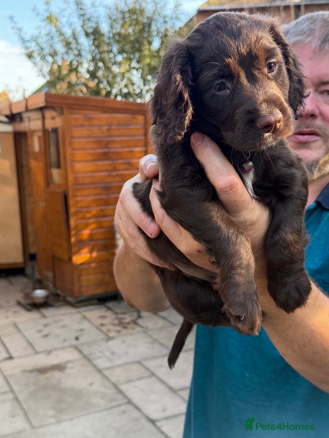 Mixed Breed dogs for sale: Brittany x working cocker spaniel  - Advert 4