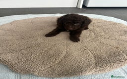 Cockapoo dogs for sale: Beautiful coloured cockapoo pups - Image 5