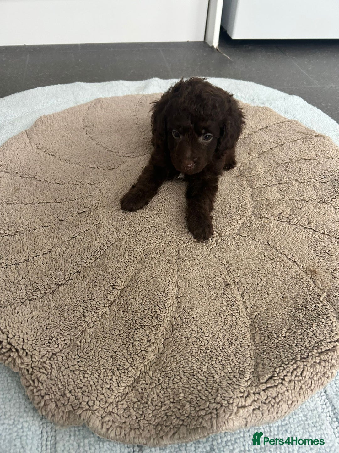 Cockapoo dogs for sale: Beautiful coloured cockapoo pups - Image 5