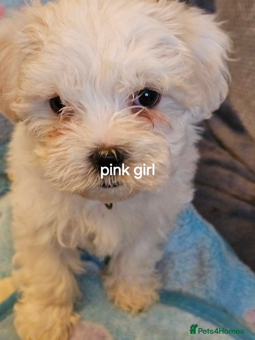 Malshi dogs for sale: Malshie  - Advert 7