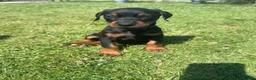 Dobermann dogs for sale: Champion Bloodline Doberman Puppies - Advert 9