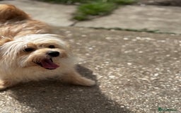 Mixed Breed dogs for sale: Pomeranian cross 8 month old puppy  - Image 7