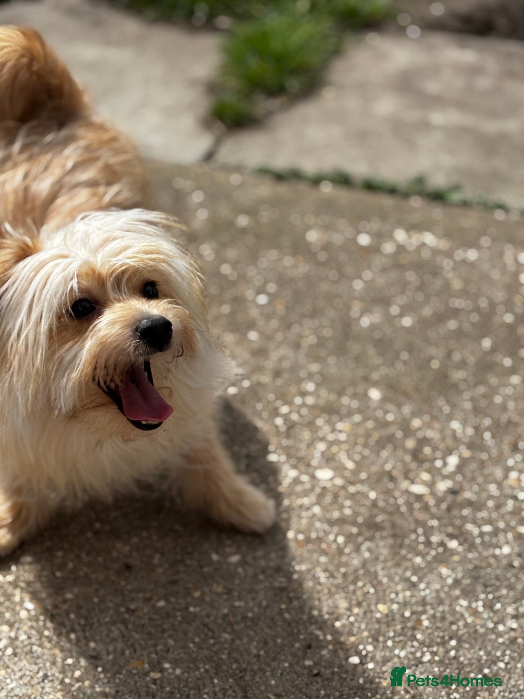 Mixed Breed dogs for sale: Pomeranian cross 8 month old puppy  - Image 7