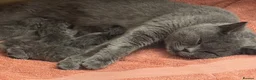 British Shorthair cats for sale: GCCF champion Blue British shorthair kittens. - Advert 11