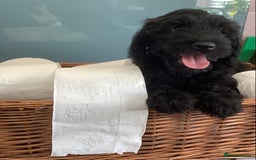Mixed Breed dogs for sale: Ready now for their 5* homes - Image 17