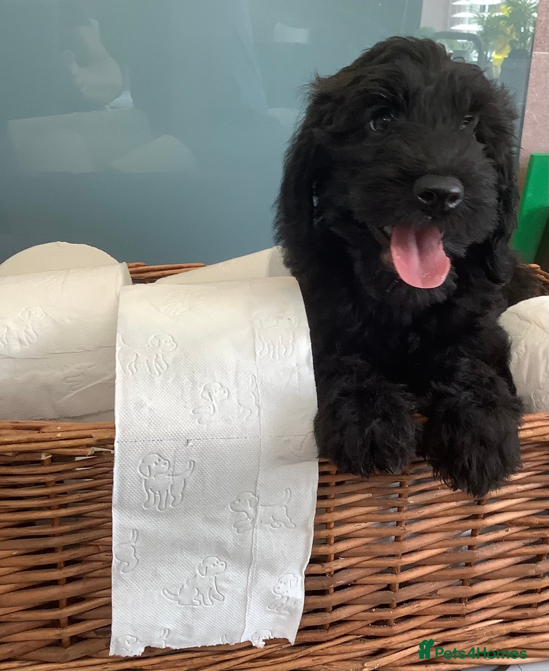 Mixed Breed dogs for sale: Ready now for their 5* homes - Image 17
