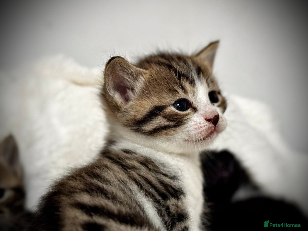 Mixed Breed cats for sale: 🌟 Exquisite Ragdoll × Bengal Kittens 🌟 - Advert 27