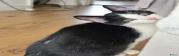 Mixed Breed cats for sale: These are exceptional kittens. - Advert 36