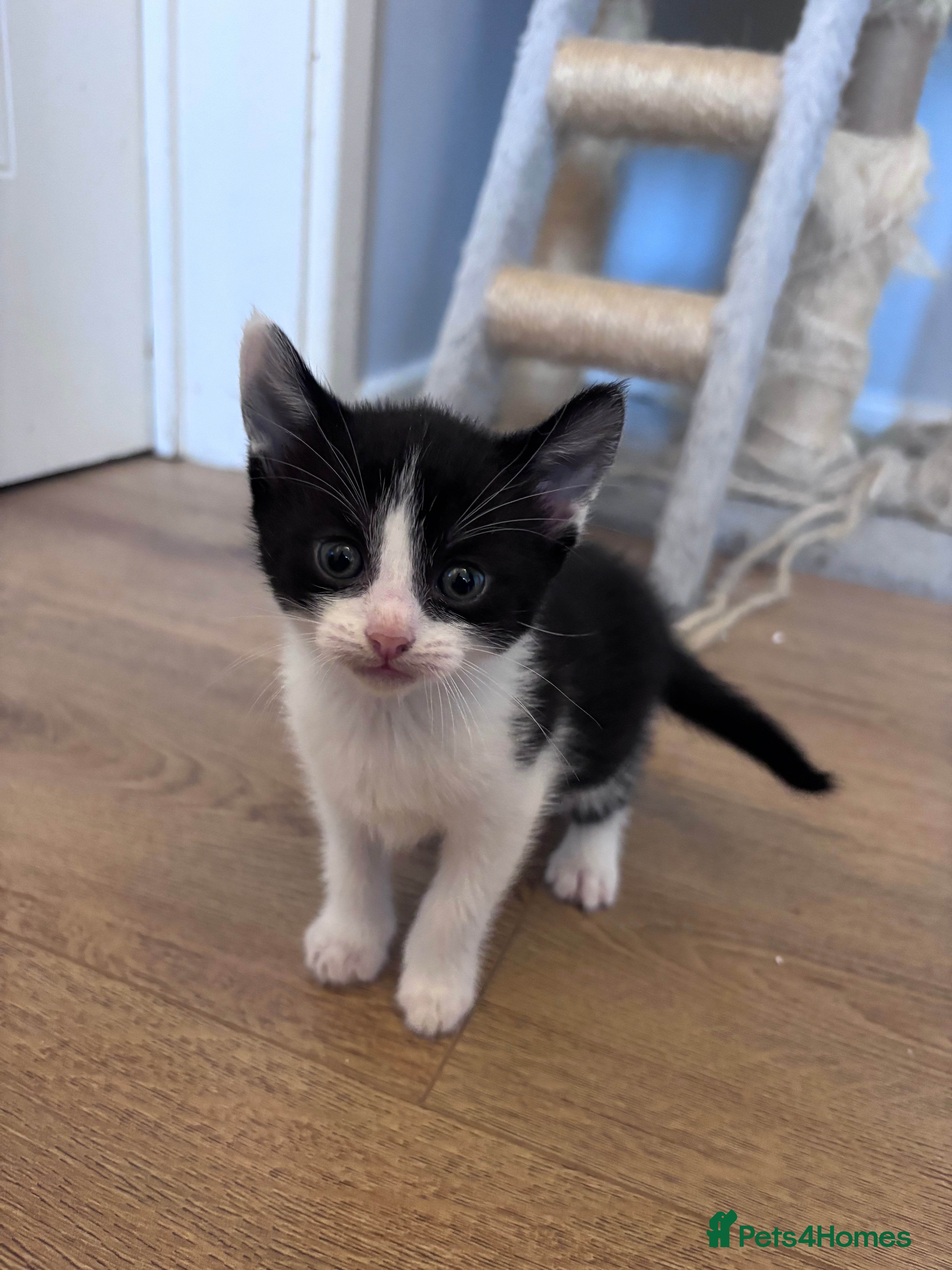 Mixed Breed cats for sale: Tabby kittens & black & white kittens  - Advert 4