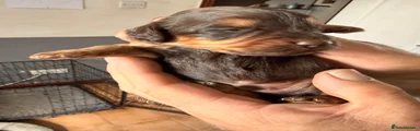 Cockapoo 1
