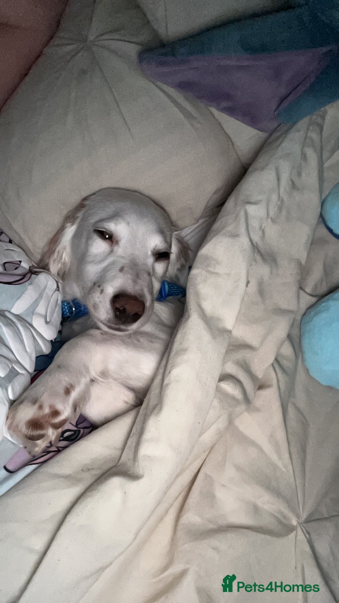 Cocker Spaniel dogs for sale: 1 year old cocker spaniel for sale - Image 20