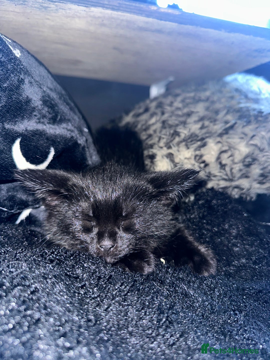 Maine Coon cats for sale: Maine Coon Kittens  - Advert 20