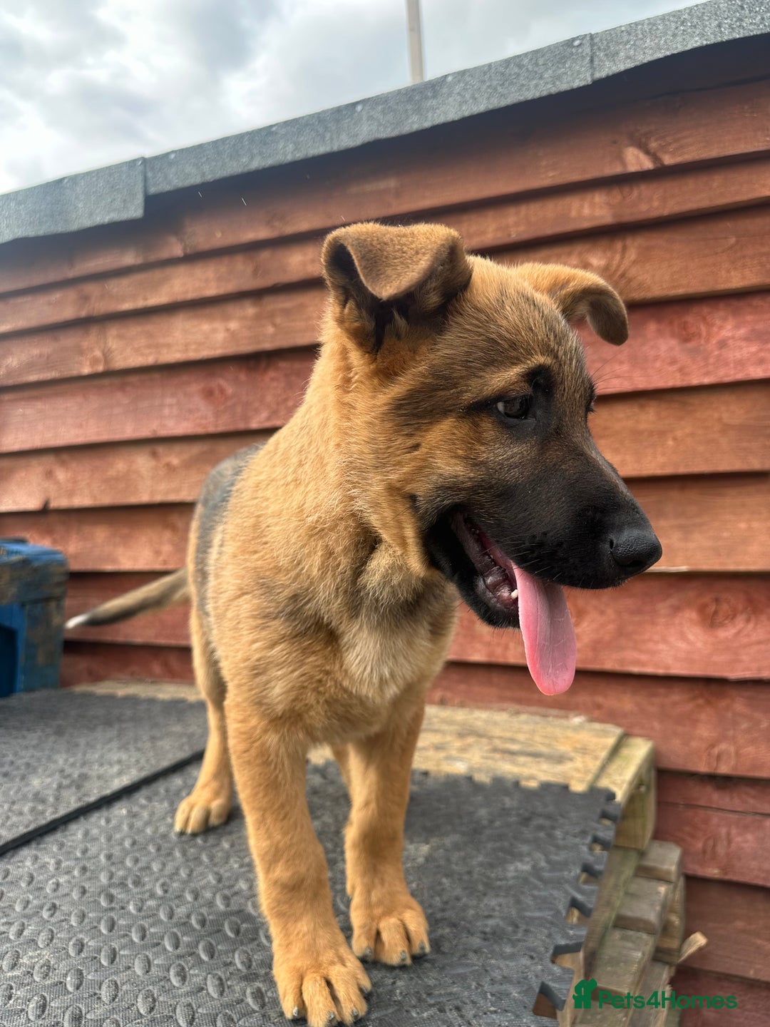 Mixed Breed dogs for sale: German shepherd x Belgian shepherd puppies - Image 33