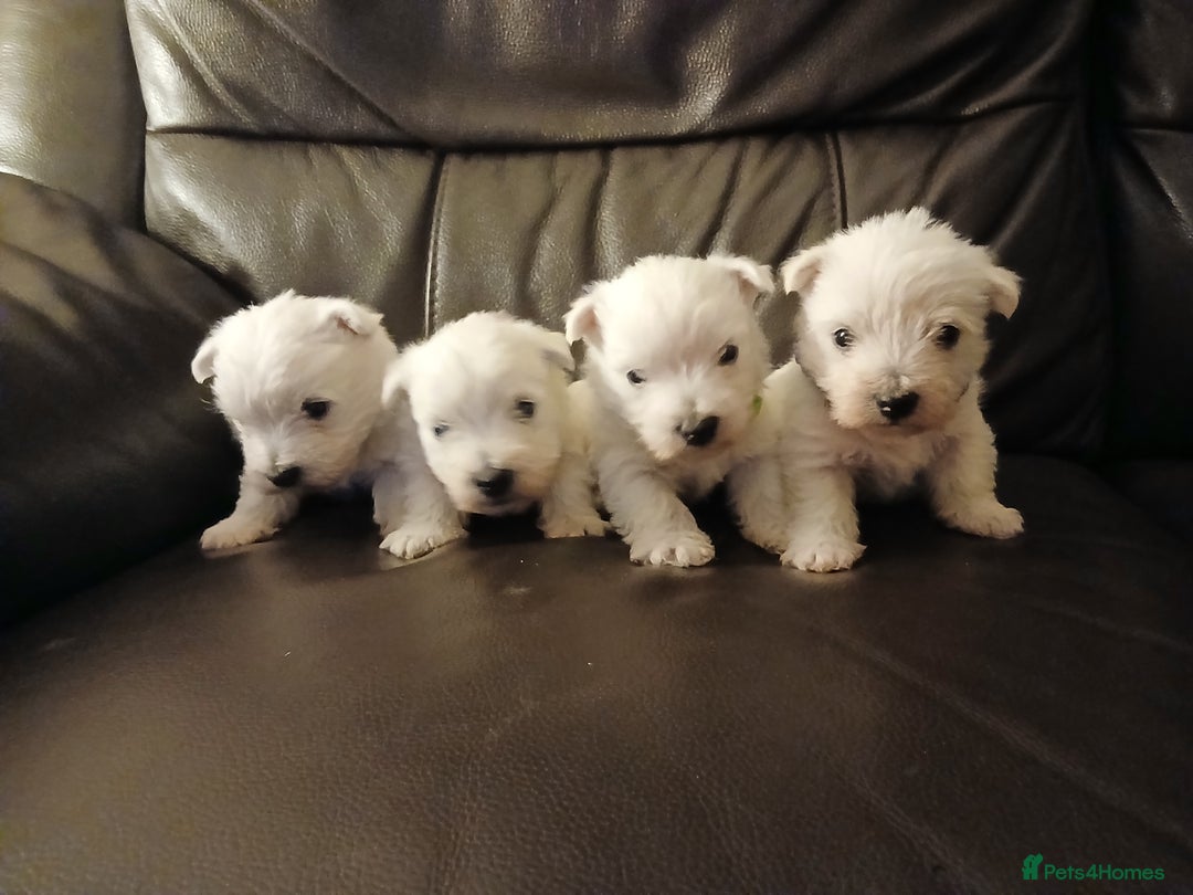 West Highland Terrier dogs for sale: We have 1 wee girl available  - Advert 8