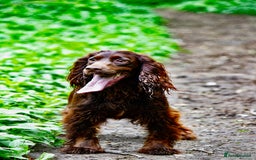 Cocker Spaniel dogs for sale: Cocker spaniel puppies  - Image 5