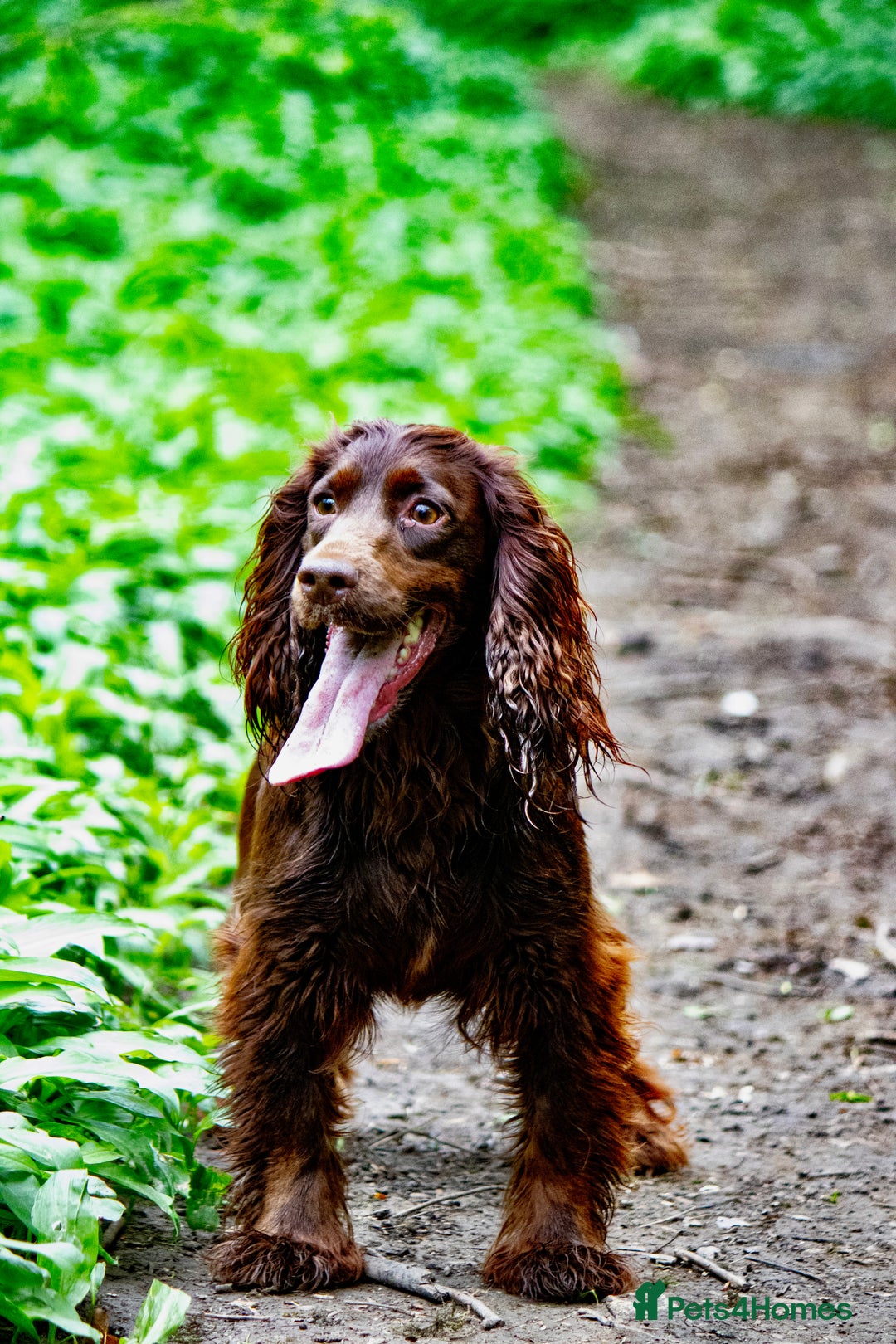 Cocker Spaniel dogs for sale: Cocker spaniel puppies  - Image 5