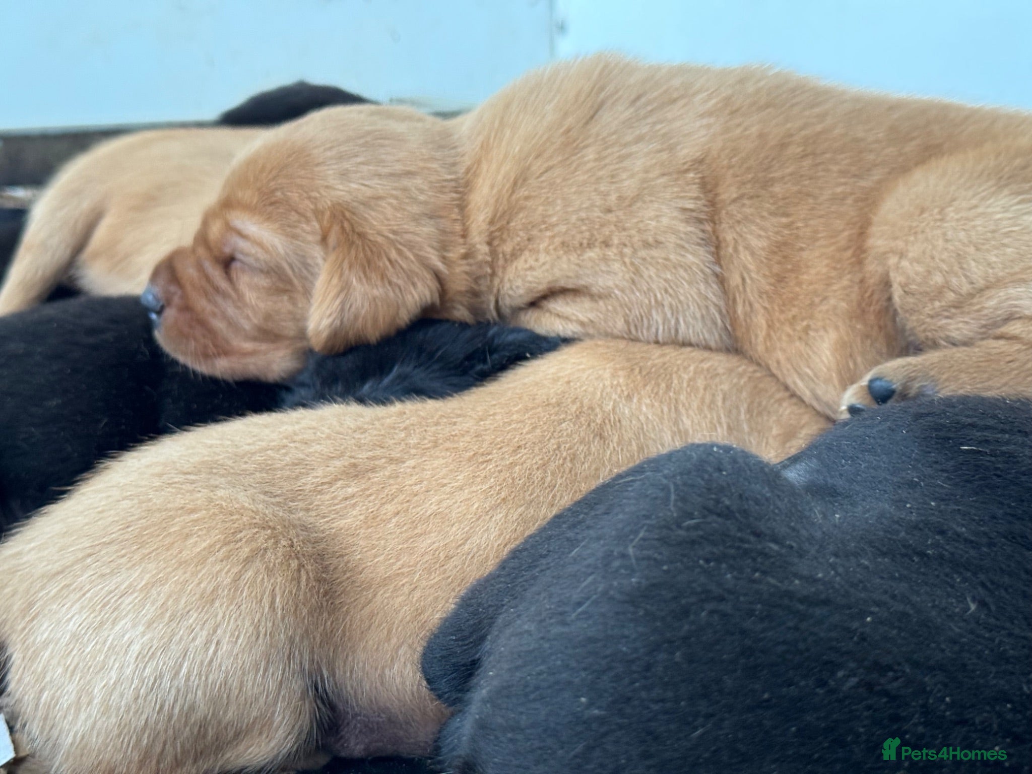 Labrador Retriever dogs KC Labradors, Black & Fox Red  - Advert 2
