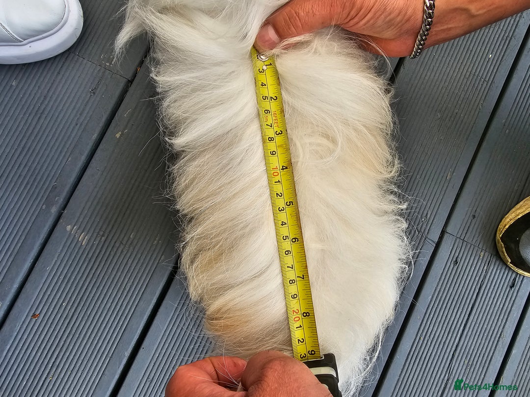 Maltese dogs for stud:  KC Maltese stud Korean line  in Derby - Advert 2