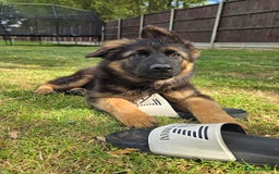 German Shepherd dogs for sale: Outstanding KC longhaired german shepherd puppies - Image 30