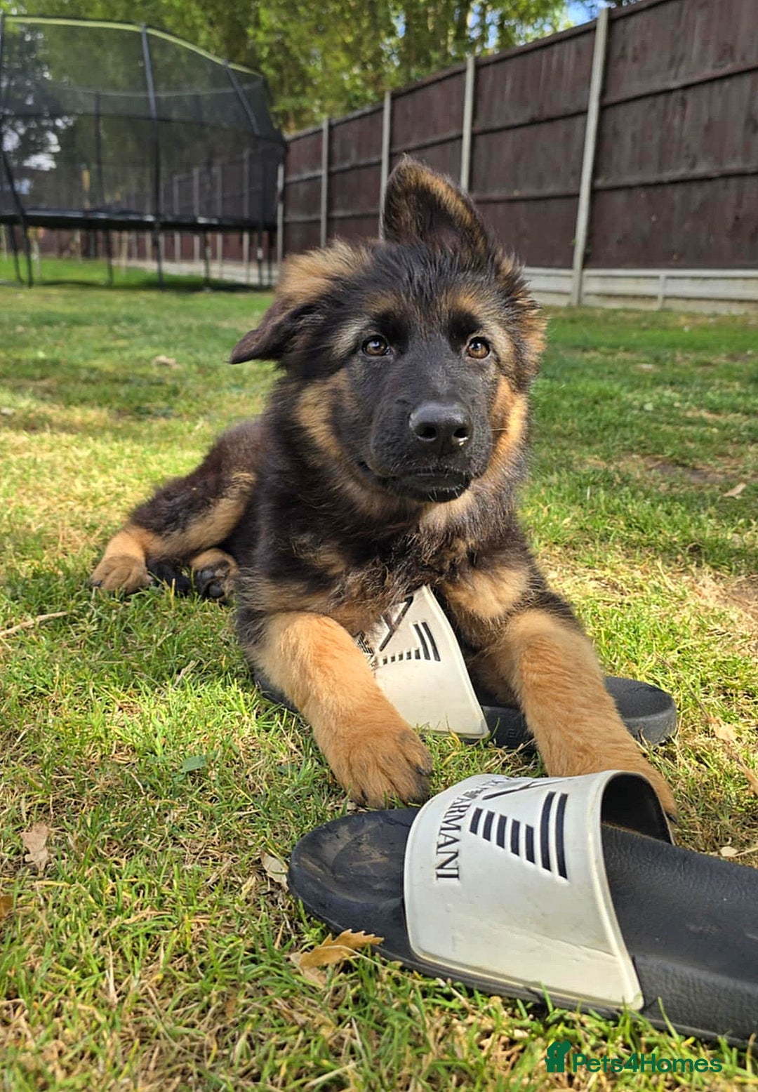 German Shepherd dogs for sale: Outstanding KC longhaired german shepherd puppies - Image 30