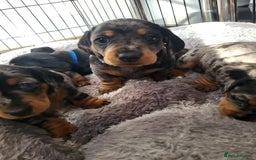 Miniature Dachshund dogs for sale: Miniature Dachshund puppies  - Image 9