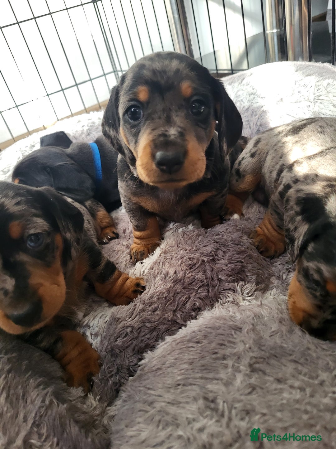 Miniature Dachshund dogs for sale: Miniature Dachshund puppies  - Image 9