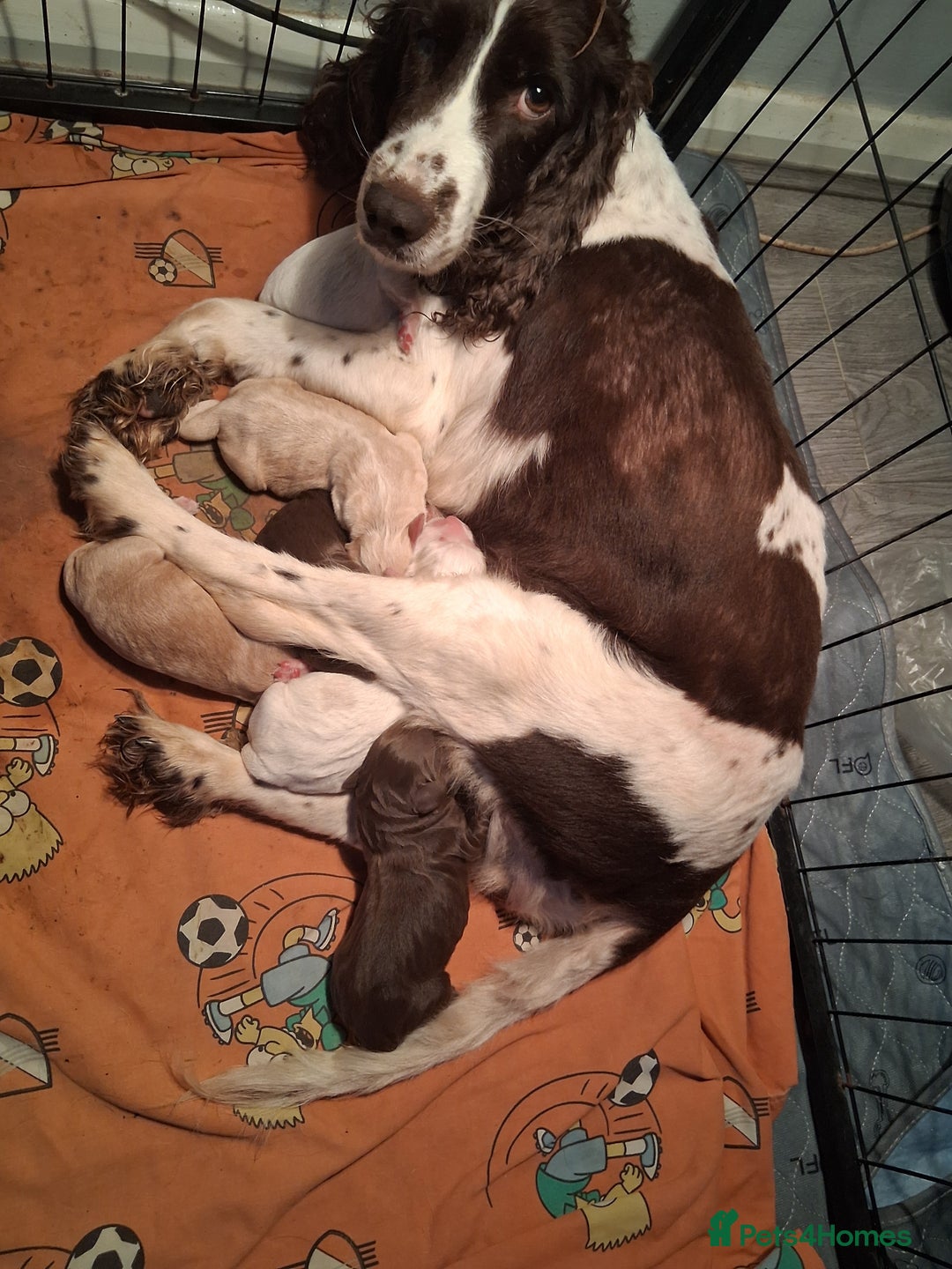 Cocker Spaniel dogs for sale: beautiful working cocker spaniels for sale - Advert 3