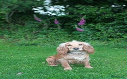 Cocker Spaniel dogs for sale: Expected litter, due to homes 1/10/25 - Image 1