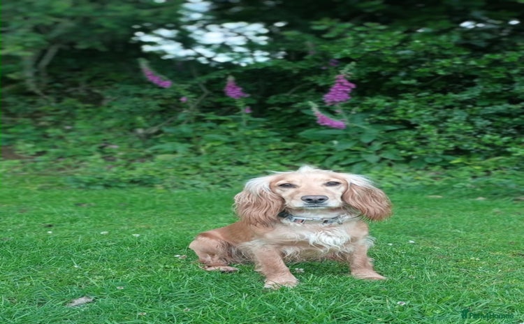 Cocker Spaniel dogs for sale - Advert 1