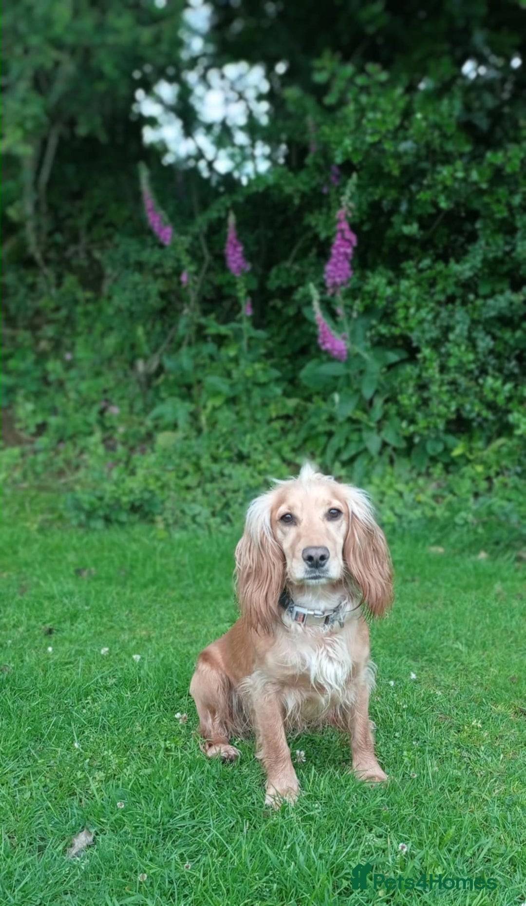 Cocker Spaniel dogs for sale: Expected litter, due to homes 1/10/25 - Image 1