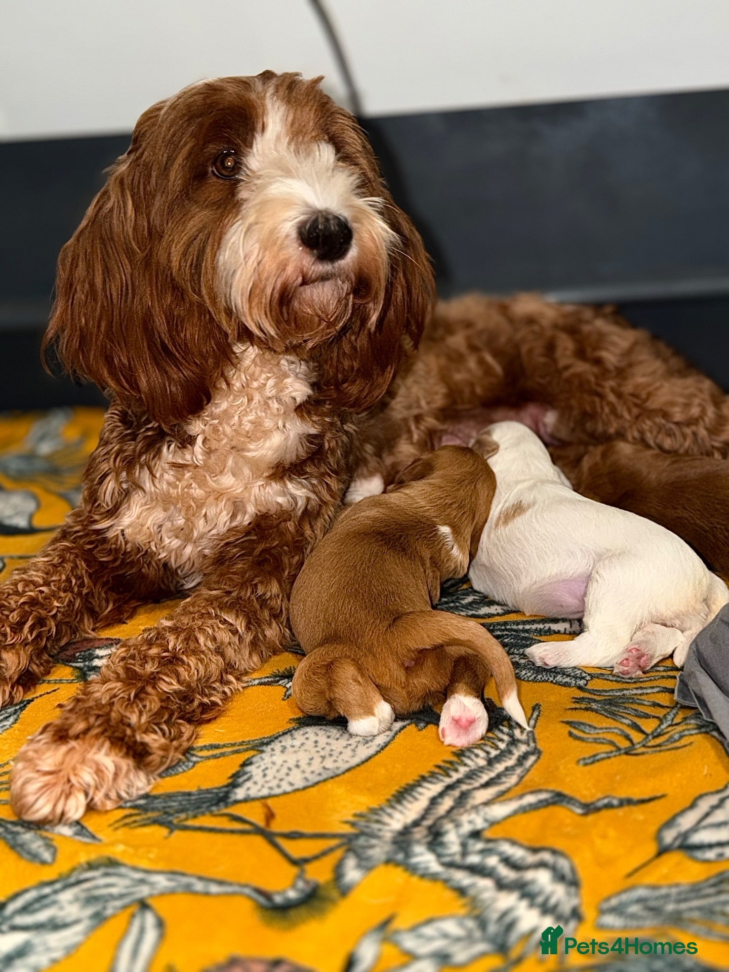 Australian Labradoodle dogs Exceptional Australian Labradoodles - Advert 2