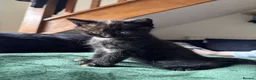 Mixed Breed cats for sale: Kittens For Sale - Advert 13