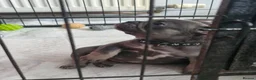 French Bulldog dogs for sale: French bulldog pups in Ballymena - Advert 2