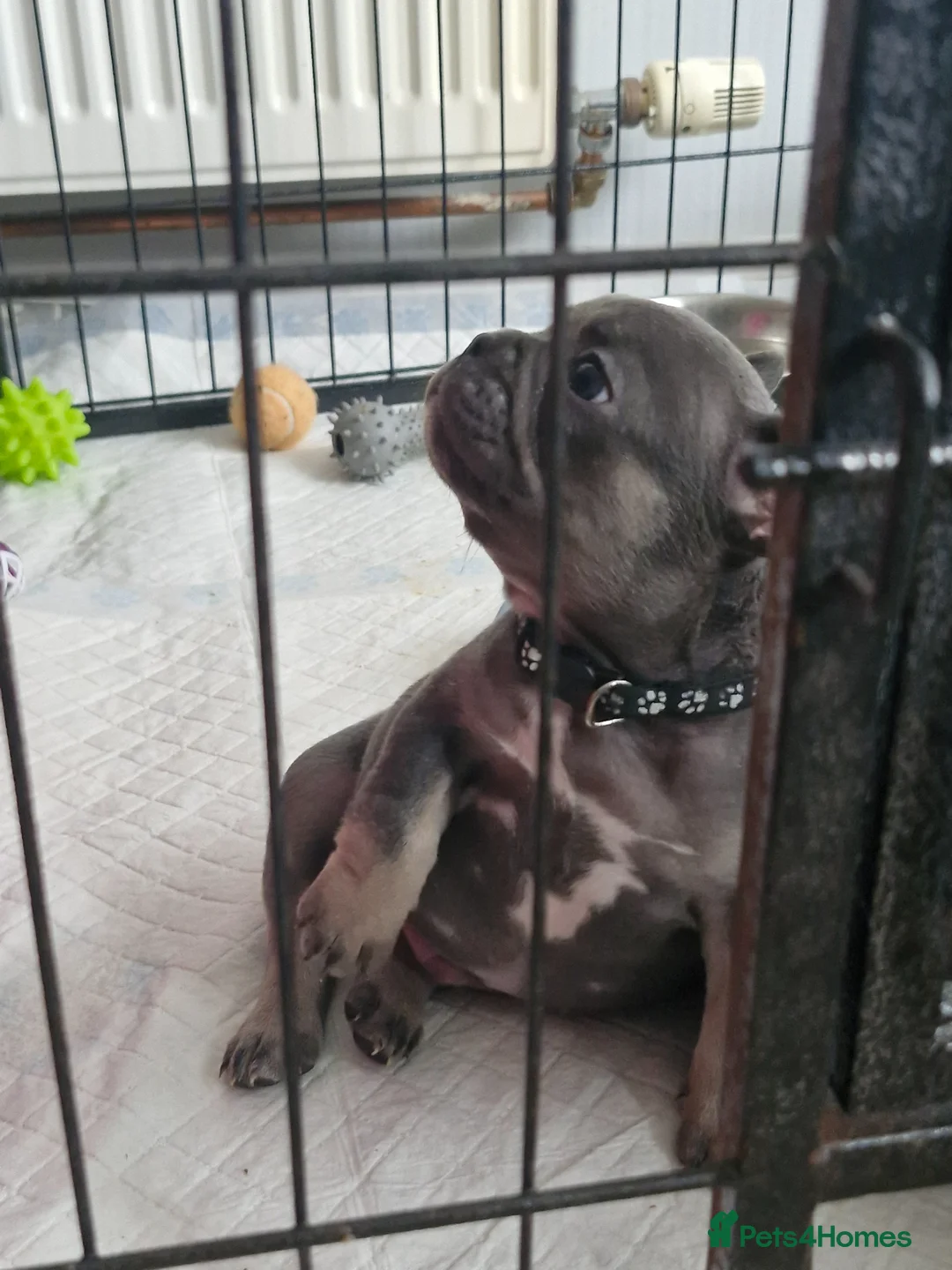 French Bulldog dogs for sale: French bulldog pups in Ballymena - Advert 2