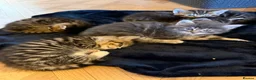 Mixed Breed cats for sale: Kittens Ready Now in Chorley - Advert 7
