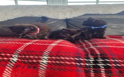 Mixed Breed cats for sale: Just 3 left 1 girl and 2 boys - Image 4