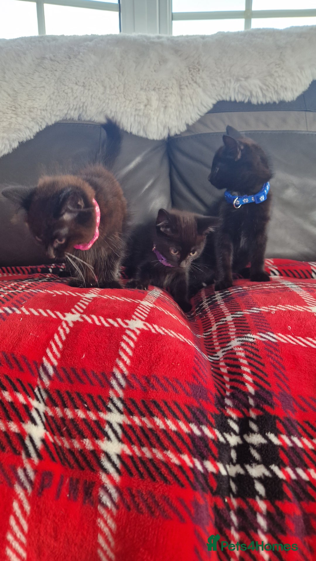 Mixed Breed cats for sale: Just 3 left 1 girl and 2 boys - Image 4