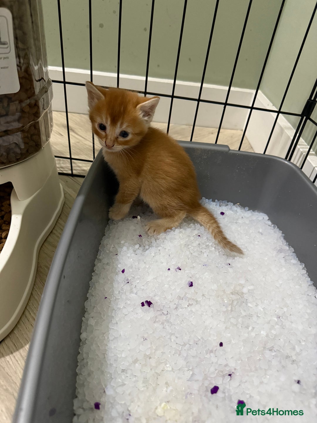 Mixed Breed cats for sale: Beautiful Kittens READY NOW - Image 21